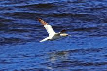 a northern gannet is shown flying just above blue water